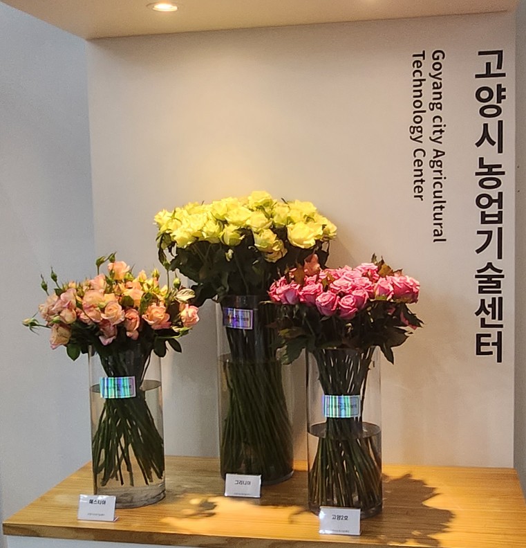 고양시,‘행주한우·장미' 특화농산물 지정