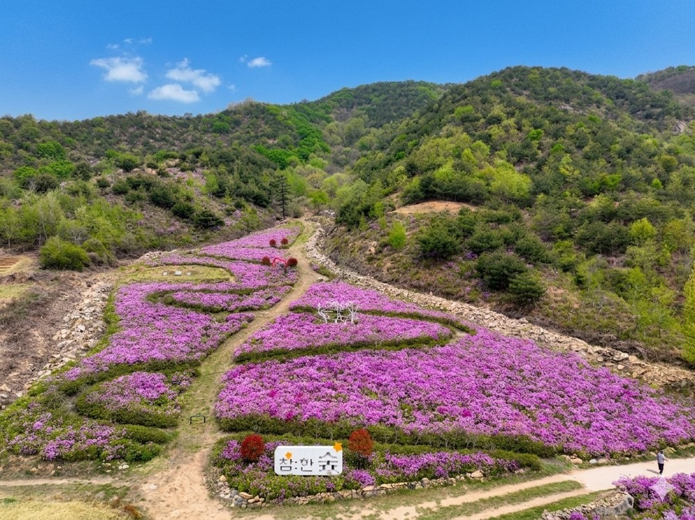 성주군, 봄기운 가득한 산철쭉 17만여본 활짝