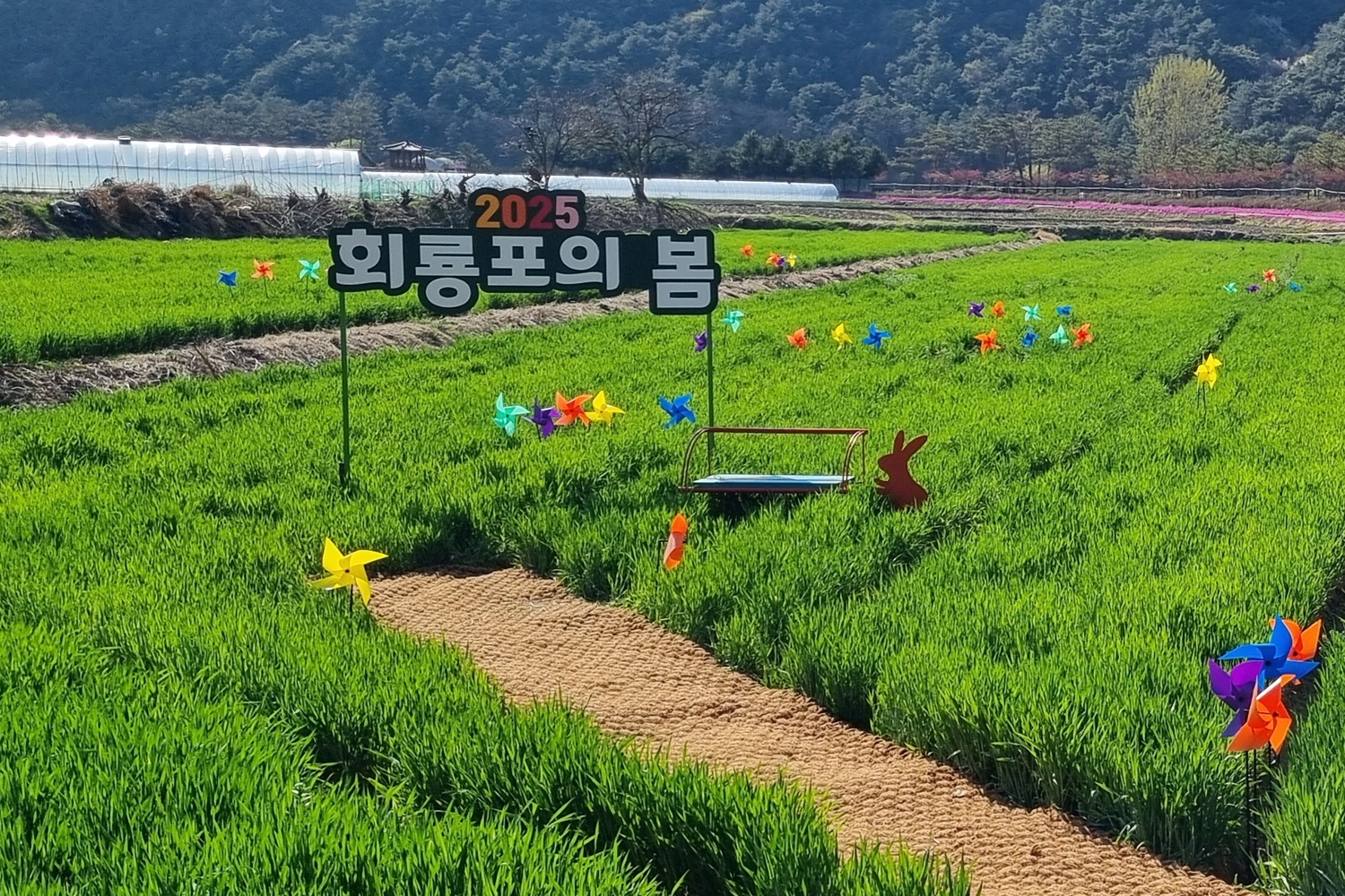 회룡포로 떠나는 봄날 감성 나들이, 2026 예천 회룡포 봄나들이 축제 개막!