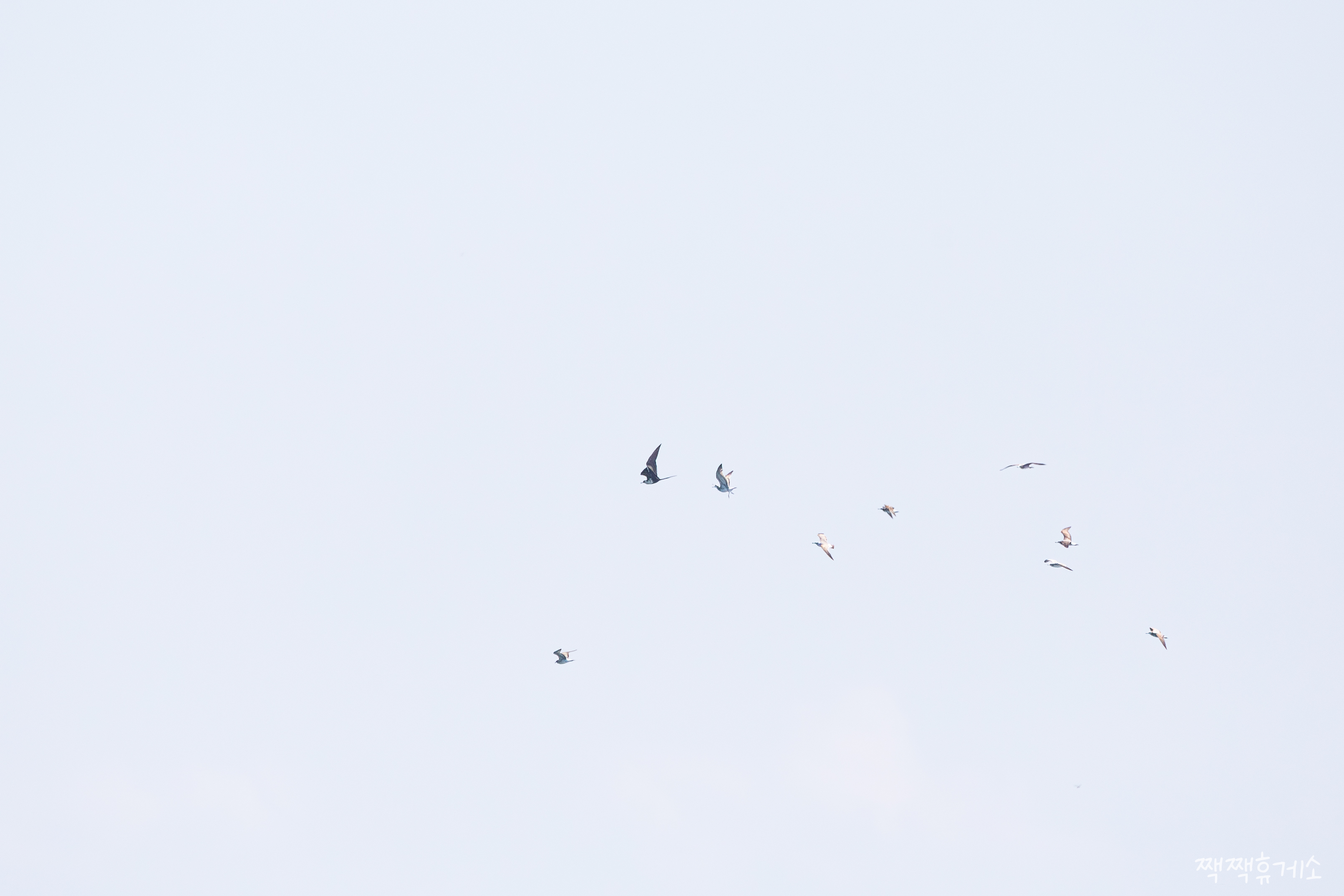 울산 대왕암공원 해상서 ‘군함조’ 포착