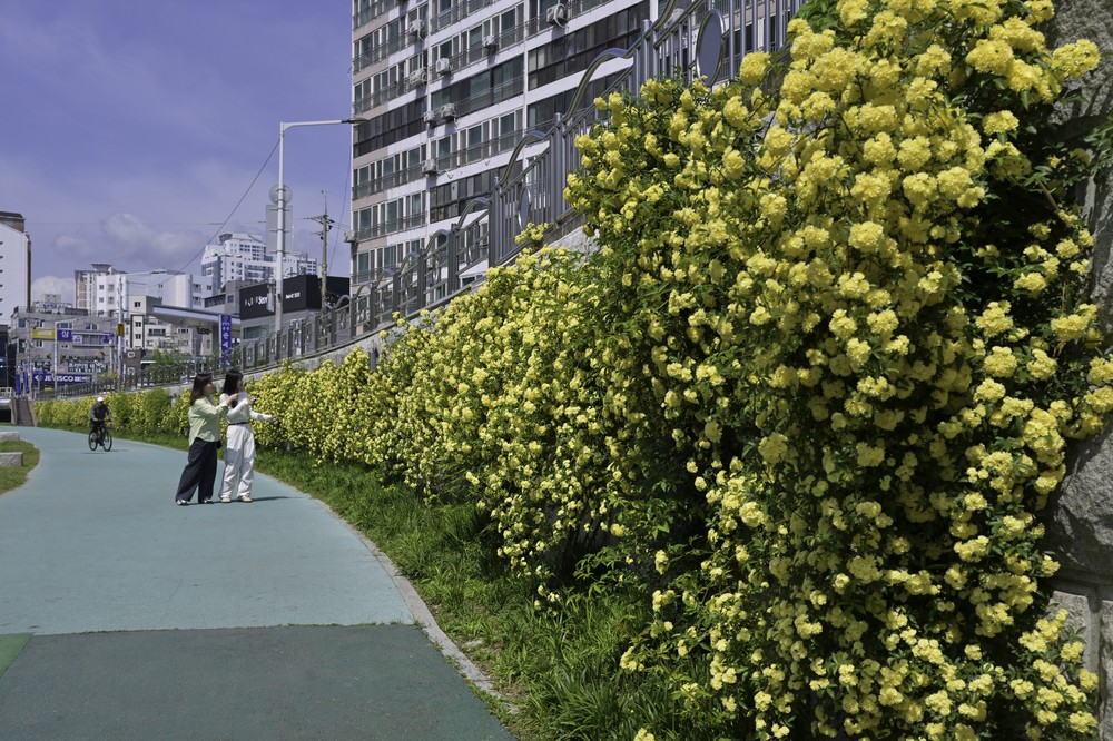 여천천 일원 황금빛 ‘목향장미·꽃잔디’ 봄의 정취 물씬