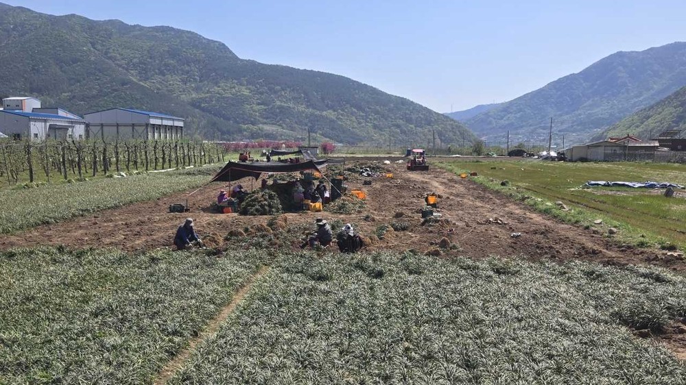 밀양시 산내면, 맥문동 수확 한창