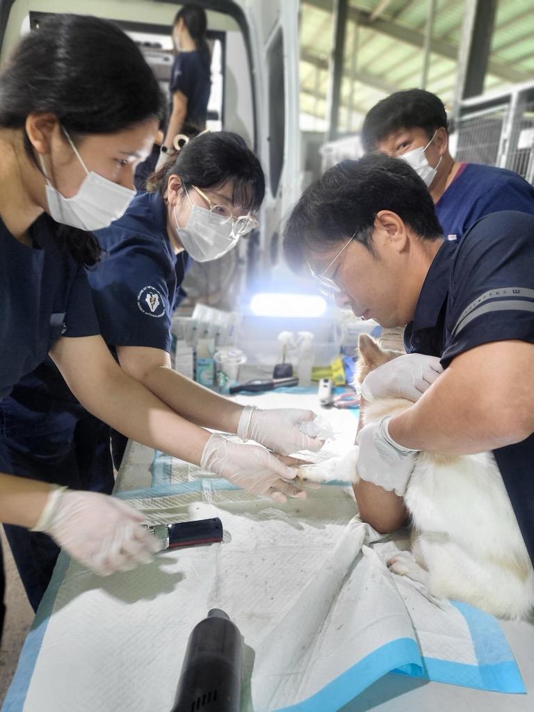정읍시, 길고양이 중성화 수술 지원…1200마리 개체 수 조절