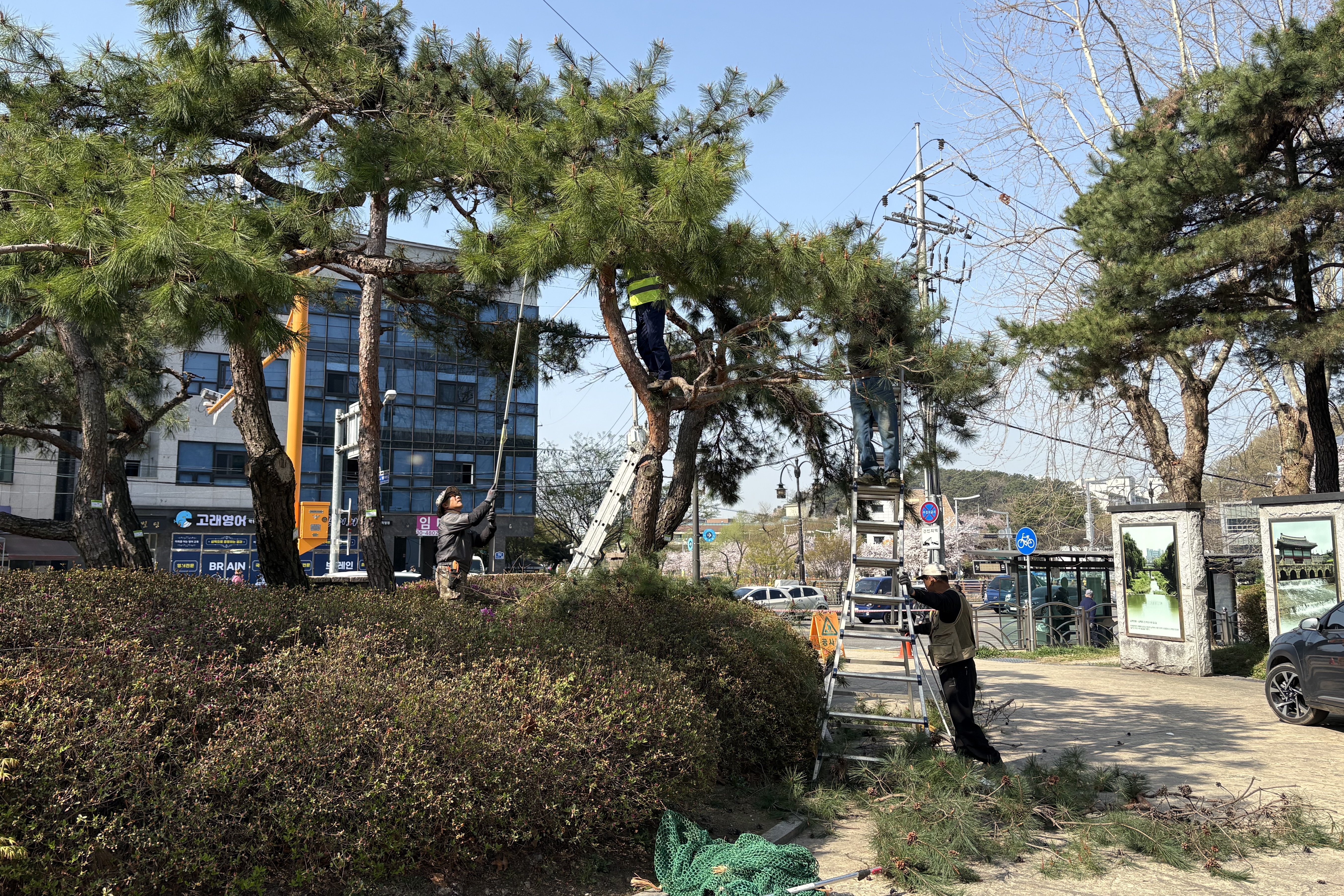 수원시 장안구, 봄철 맞이 공원 수목 ‘위험 가지’ 정비
