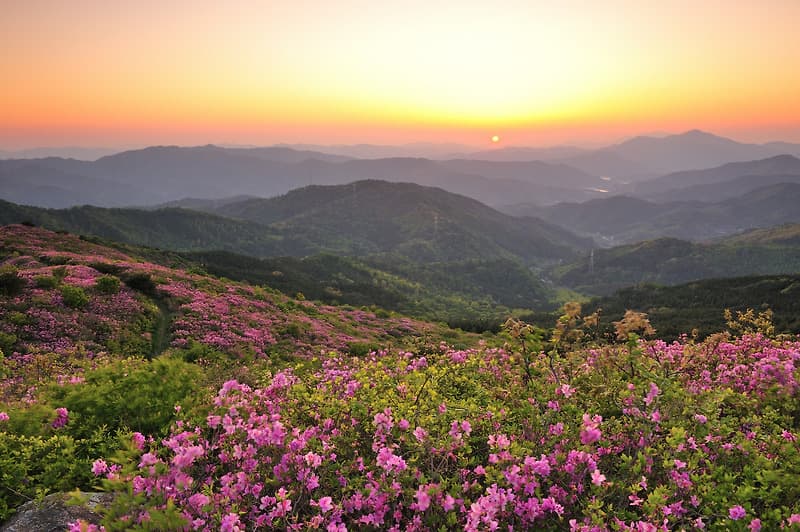 순천시 송광면, 제27회 고동산 철쭉제 오는 26일 개최
