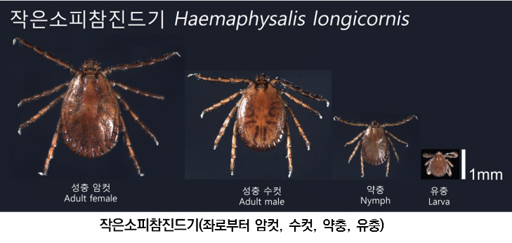 오산시, 봄철 참진드기 증가에 따른 SFTS 감염 주의 당부