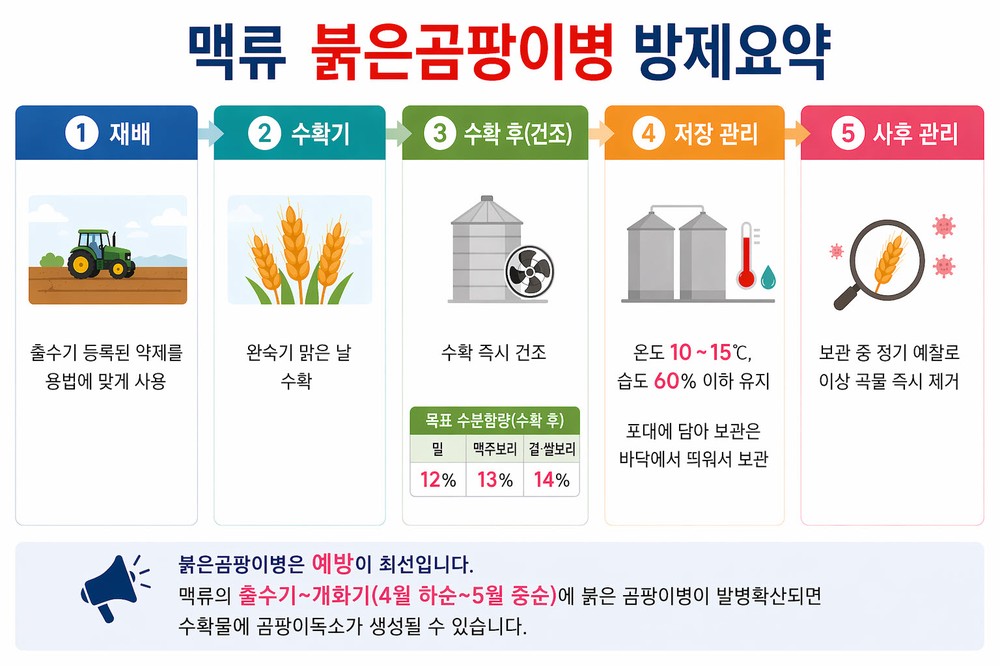 이천시, 맥류 사료작물 붉은곰팡이병 방제 당부
