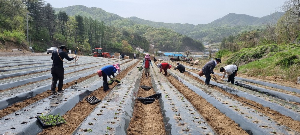 제천시 감초 조직배양묘 활용 우량종근 생산에 박차