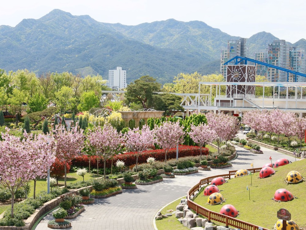 곡성군, 섬진강기차마을 겹벚꽃 만개 ‘절정’