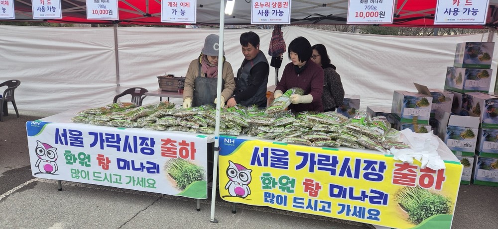 수도권 홀린 ‘화원 미나리’ 가락시장서 32톤 팔렸다!