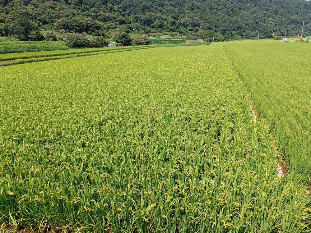 사천시, 친환경벼 재배단지에 미생물제제 ‘잘큰데이’ 본격 공급