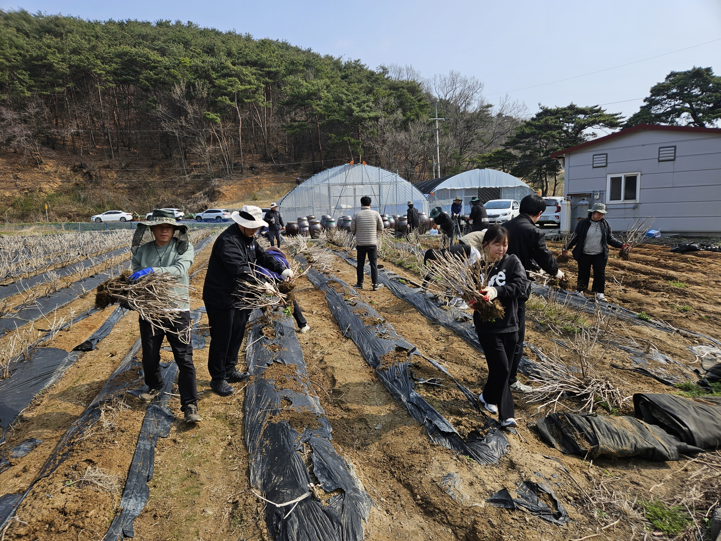 청양군, 농번기 일손돕기 본격 가동… 농촌 인력난 해소 총력
