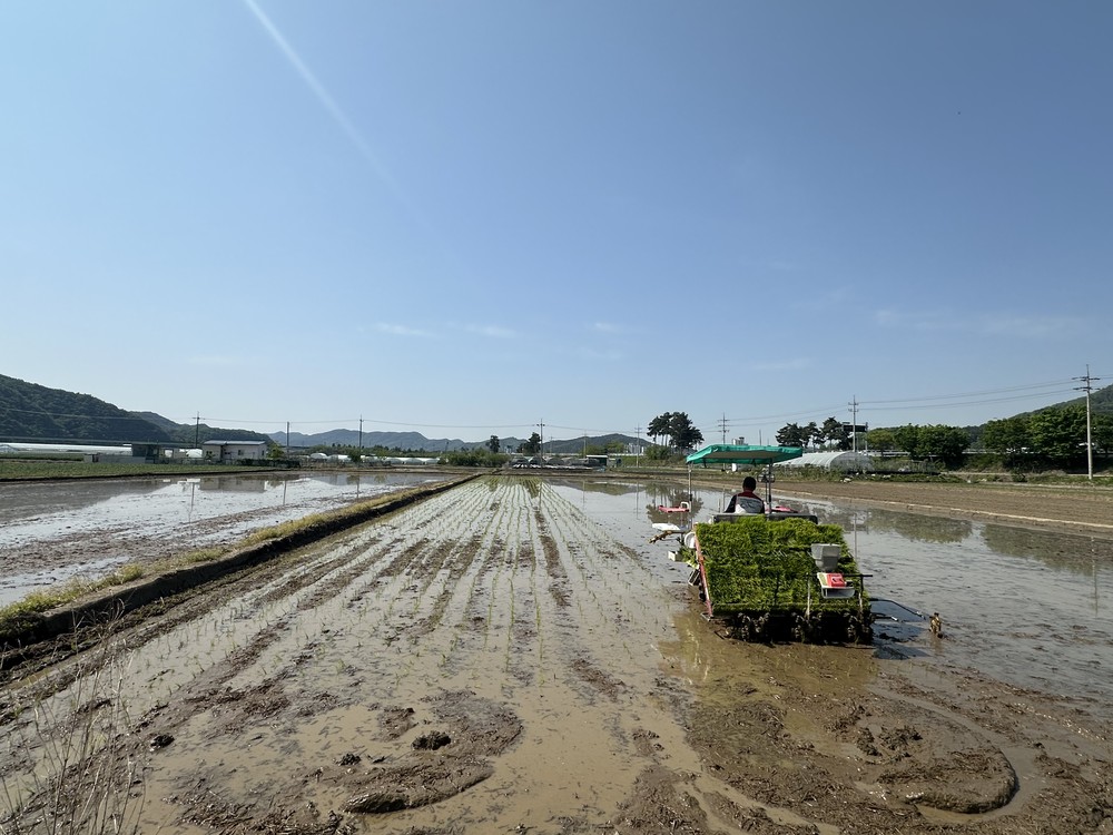 2026년 대가야읍 ‘첫 모내기’ 실시