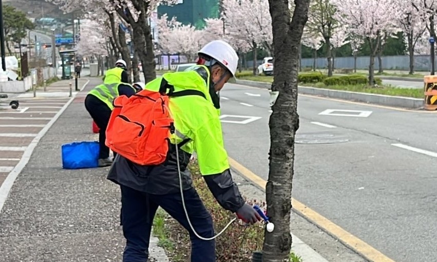 화성특례시 만세구, 가로수 식엽성 해충 ‘수간주사’로 선제 차단