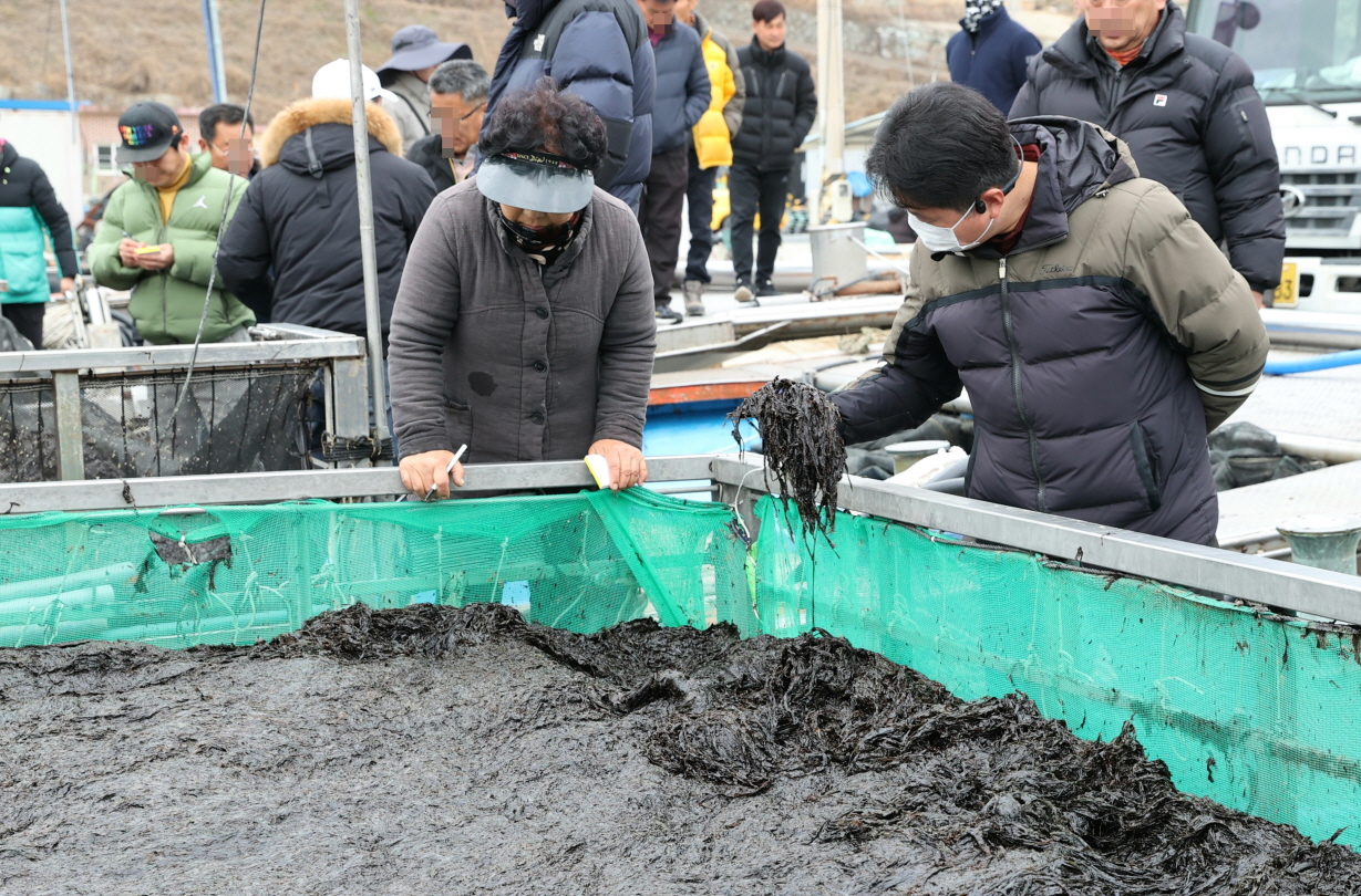 고흥군, 2026년산 물김 생산량 전국 1위 위판액 3천억 원 눈앞