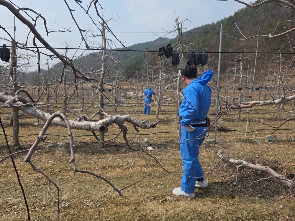 정선군, 과수화상병 집중관리 돌입 ‘명품 사과 재배 안정 총력’