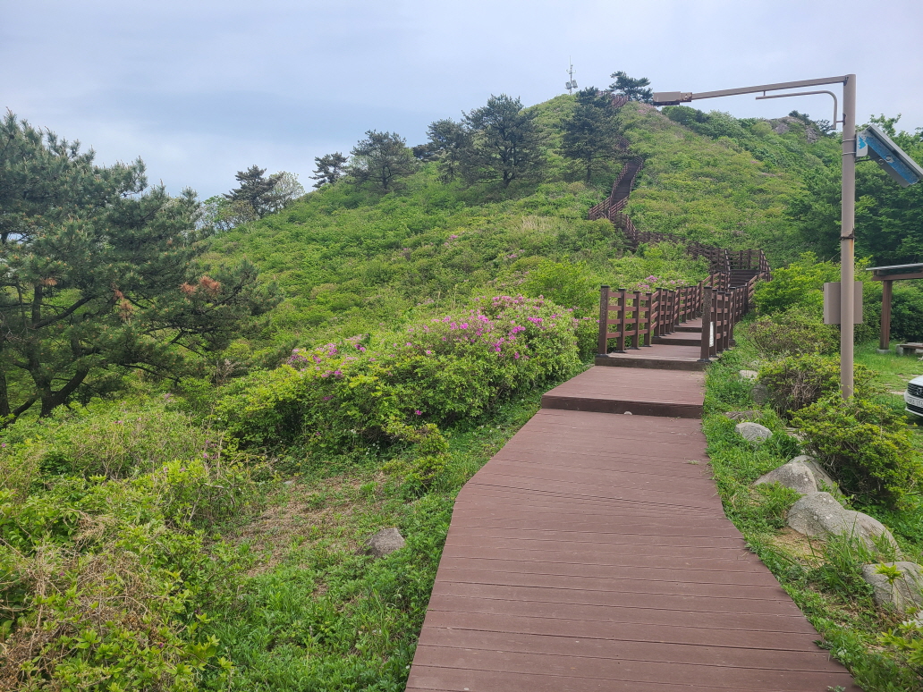 고흥군, 천등산 철쭉공원 어린이날 전후 ‘분홍빛 절정’ 전망