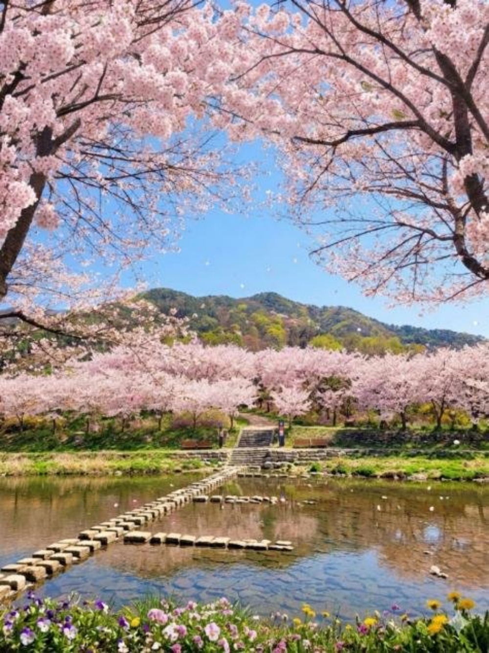 완주 경천면, 하천 따라 펼쳐진 ‘벚꽃 터널’ 장관