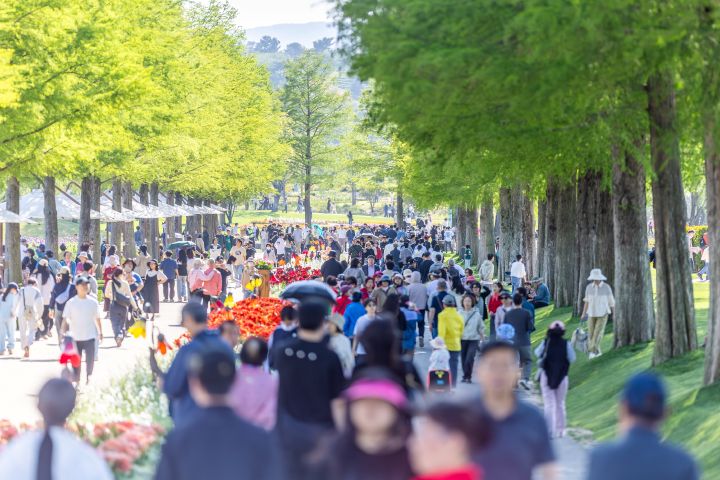 3일간 20만 명 몰렸다...순천만국가정원, 봄꽃보다 빛난 ‘사람꽃’ 축제