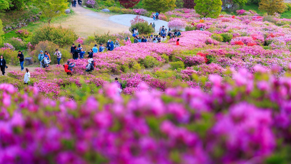 제30회 합천 황매산철쭉제 성황리 종료