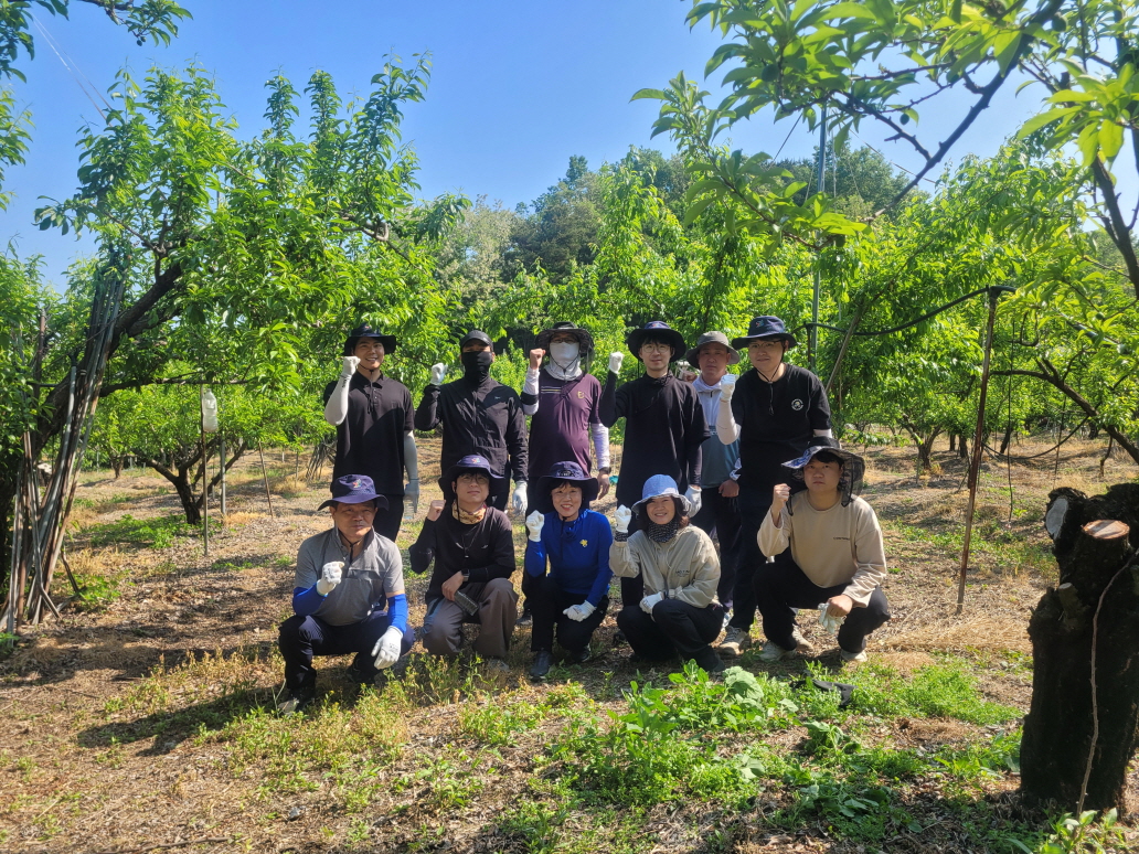 김천시 상하수도과, 일손 부족한 자두 농가 찾아 구슬땀