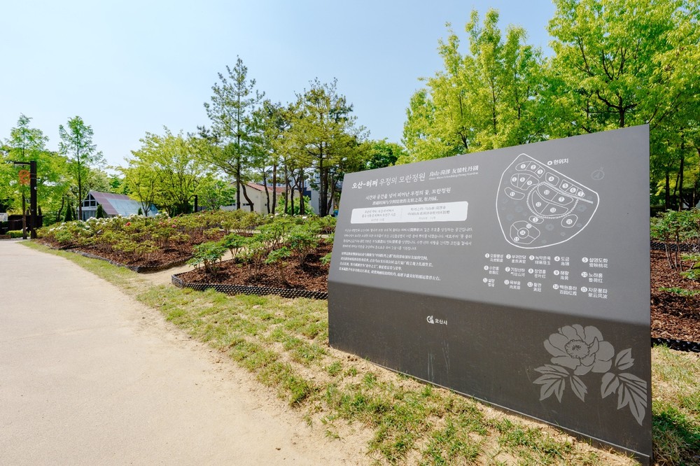 오산시, 고인돌공원 모란 만개…도심 속 봄 정원 눈길