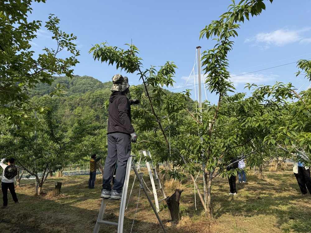 구성면, 영농철 맞아 복숭아 농가 일손돕기 ‘구슬땀’