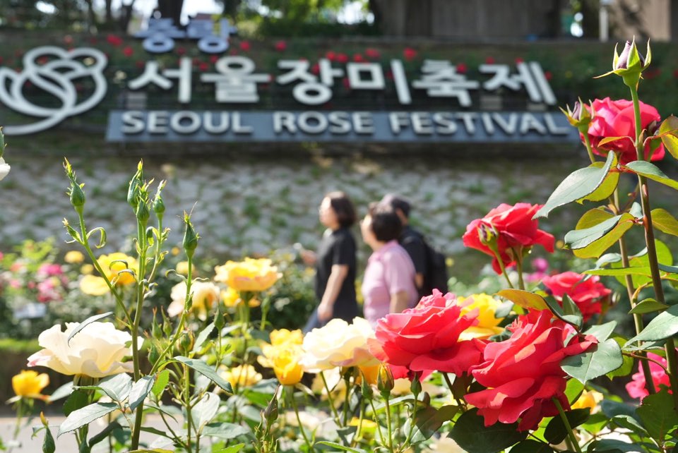 중랑구, ‘제18회 중랑 서울장미축제’ 둘째 날도 열기 이어가
