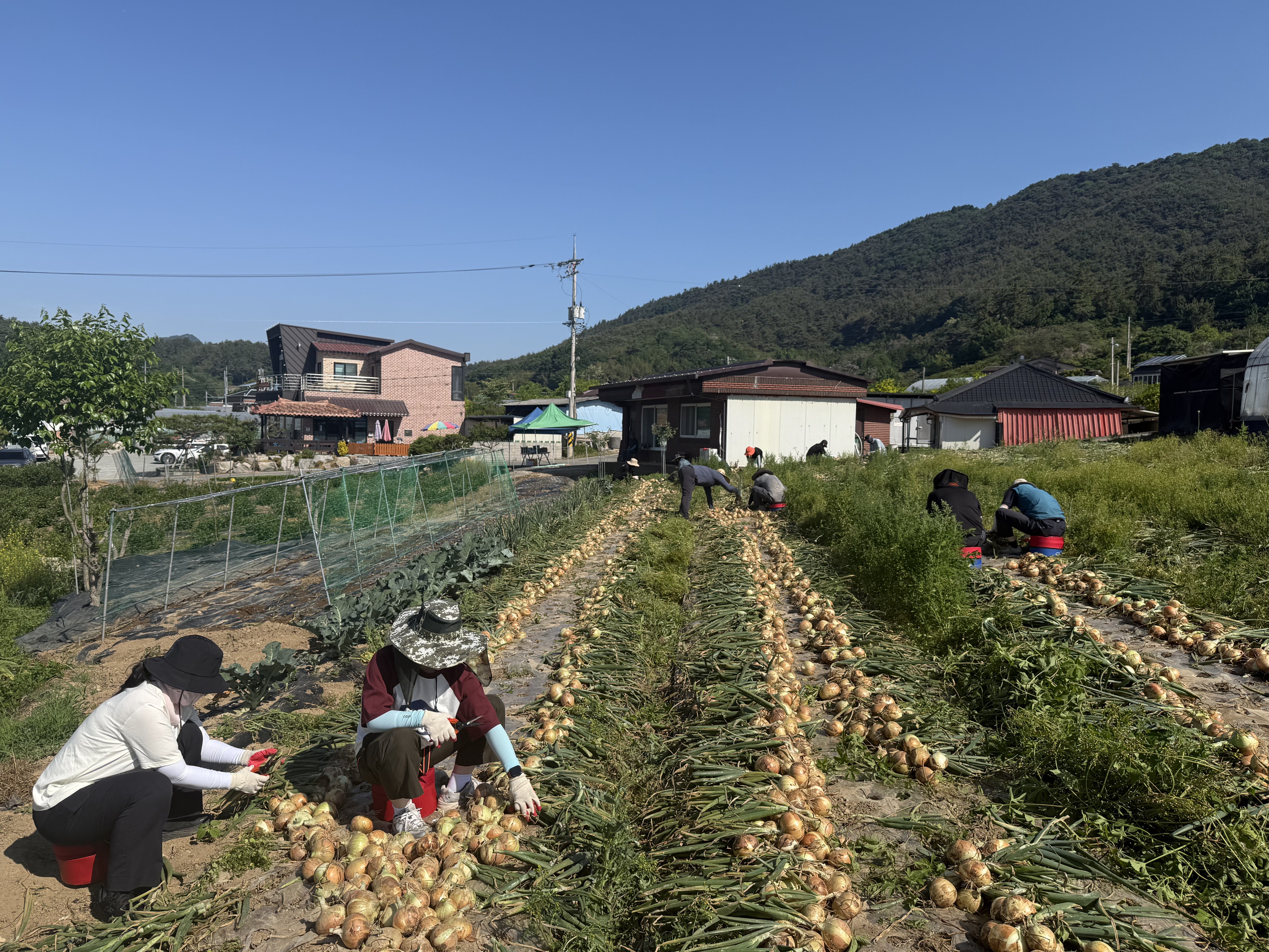 함평군, 경영난 겪는 양파 재배 농가 일손 돕기에 구슬땀