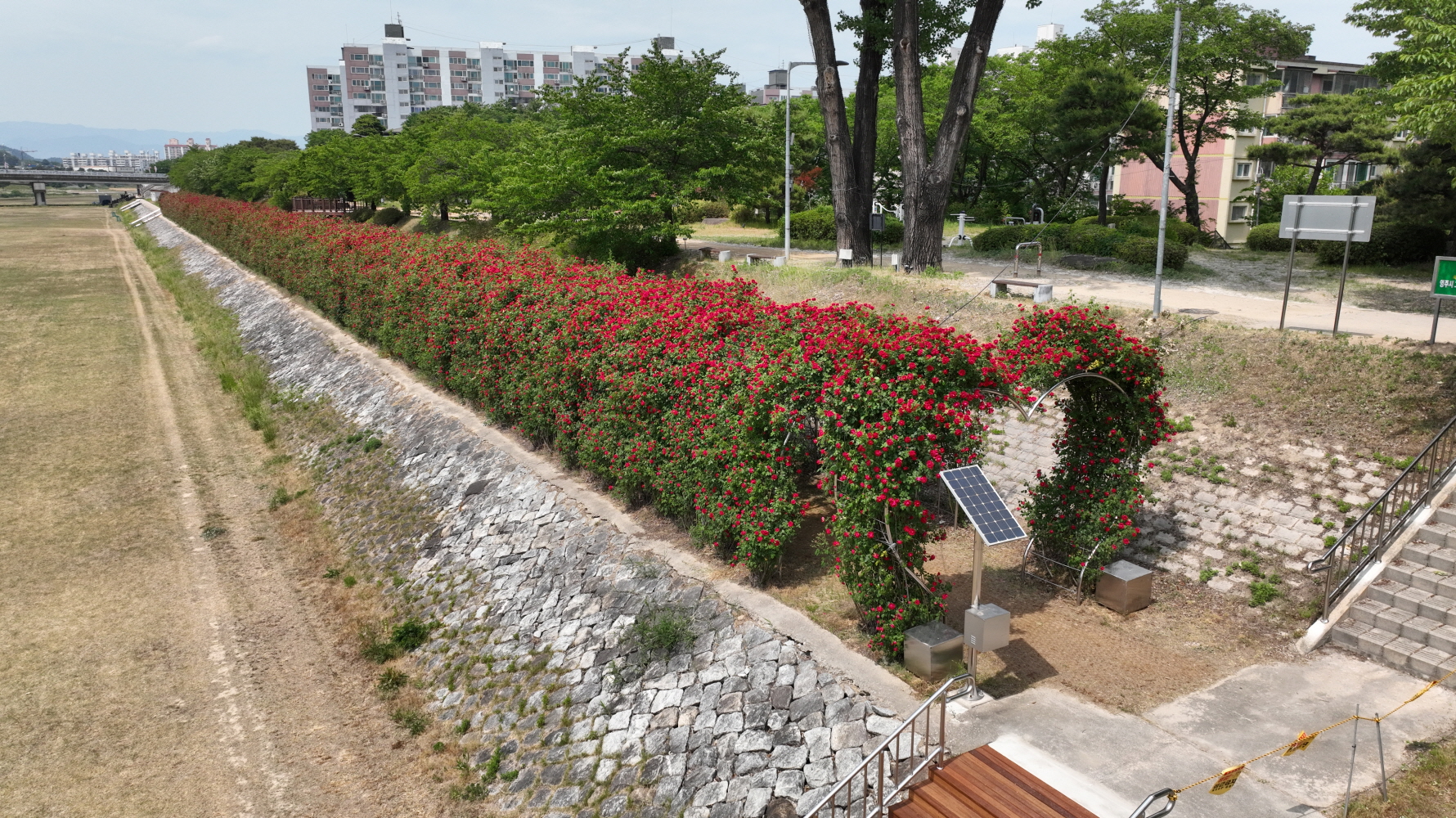 영주시, 도심 하천 따라 장미꽃 물결