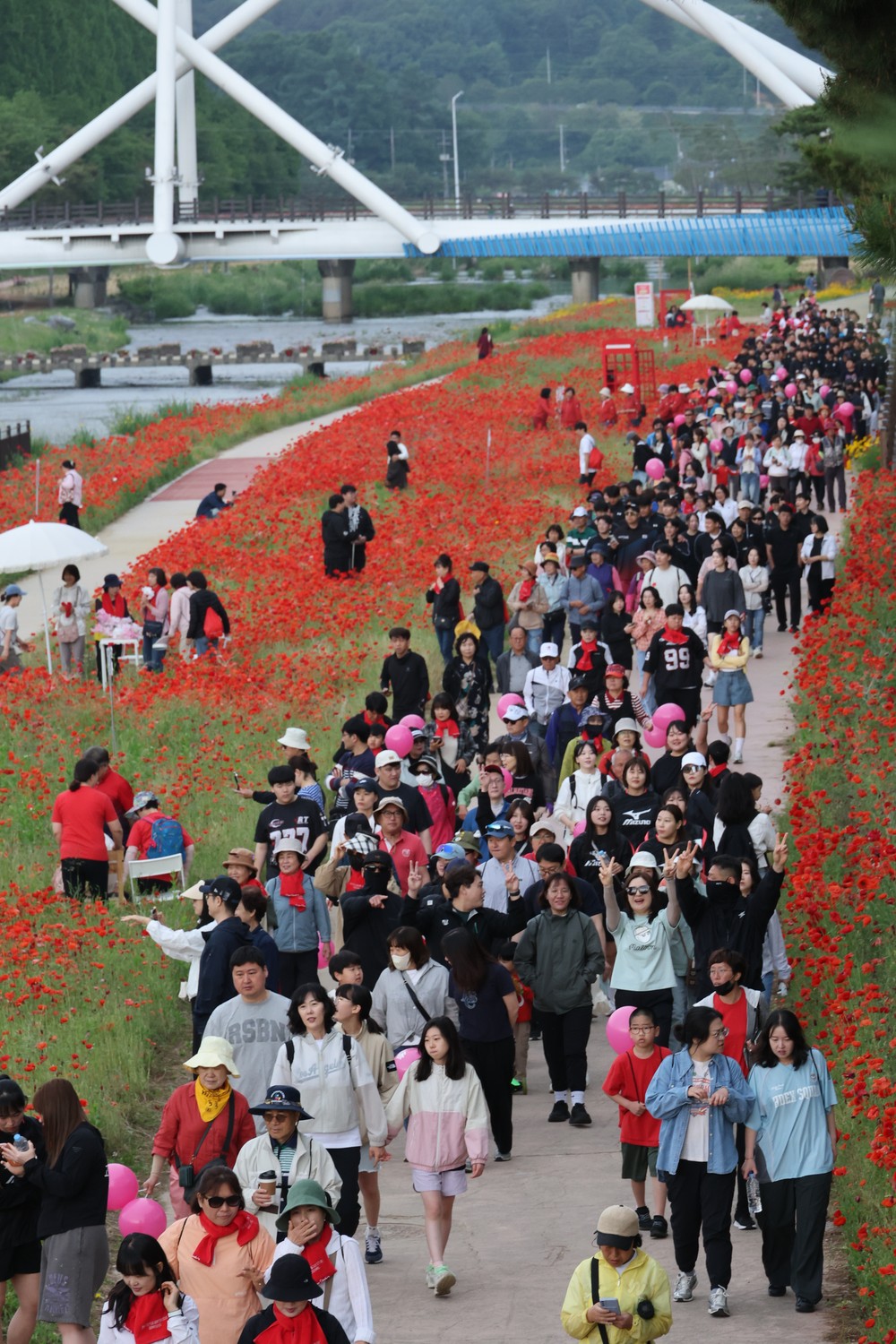동진천 물들인 붉은 꽃길…괴산 빨간맛페스티벌 걷기대회 성황