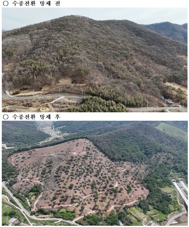 밀양시, 소나무재선충병 특별방제구역 확대 추진