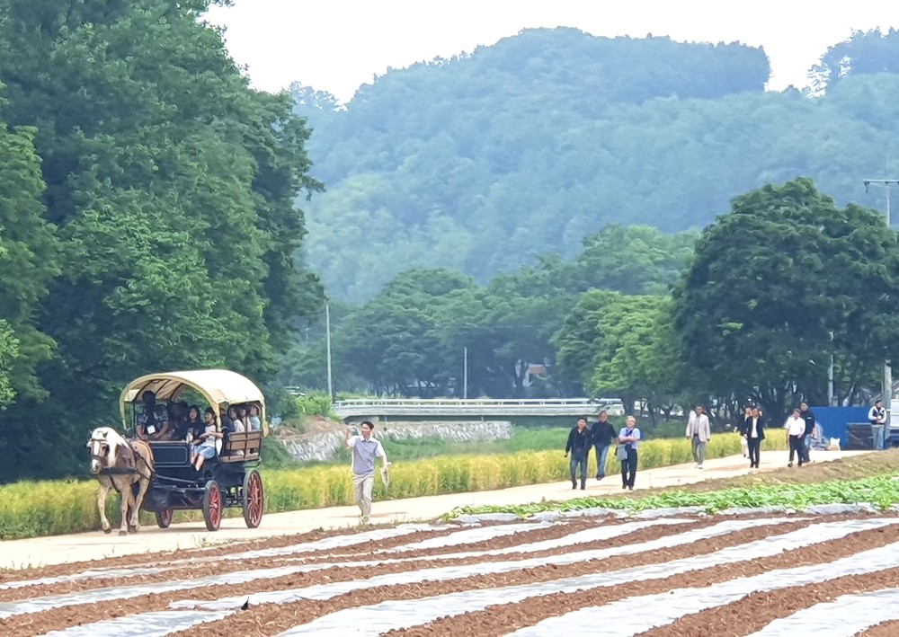 빗속에서도 이어진 초록 물결… 제1회 대가천 청보릿길 걷기축제 성료