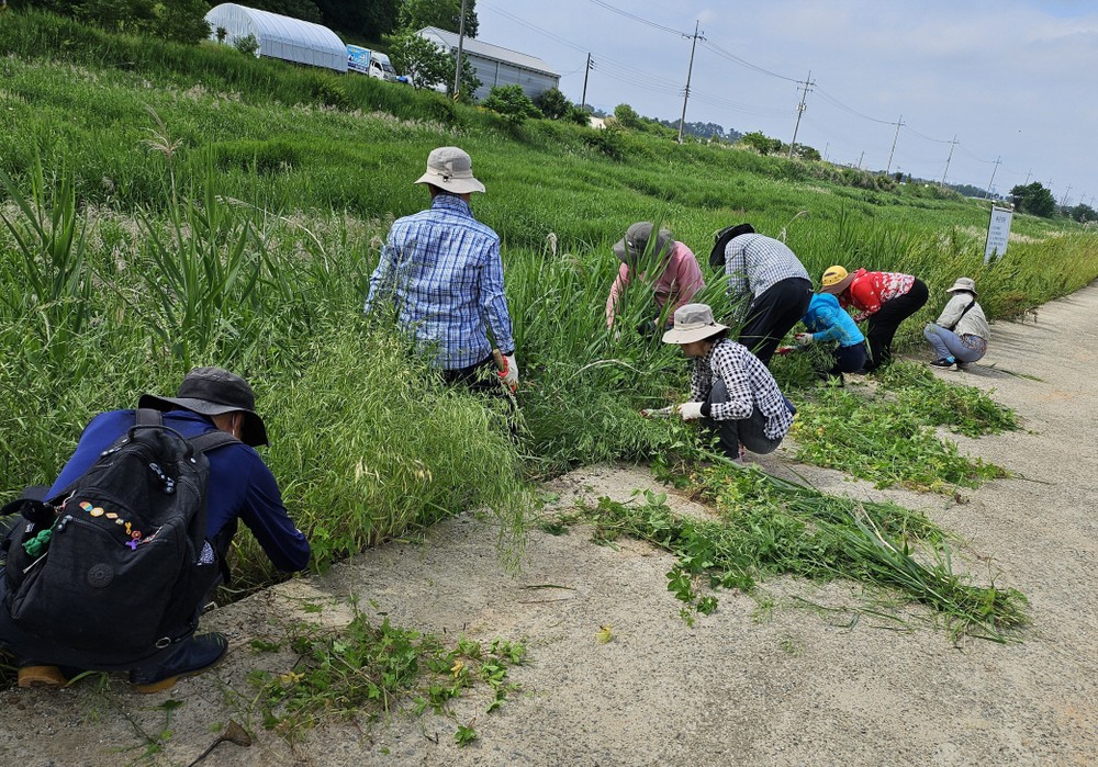 광주 남구, 대촌‧수춘천 생태계 교란종 없앤다