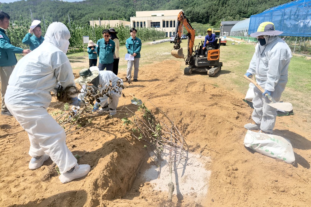 청송군, 과수화상병 발생 대비 모의훈련 실시