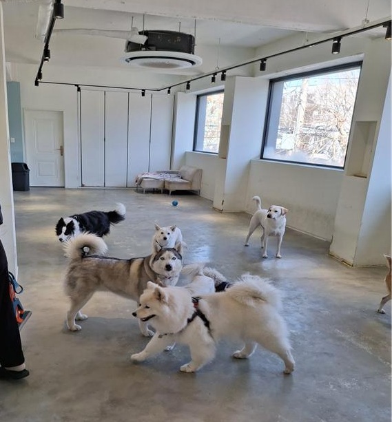 양천구, 장기 외출에도 걱정 없이...반려동물 최대 10일 위탁보호 지원