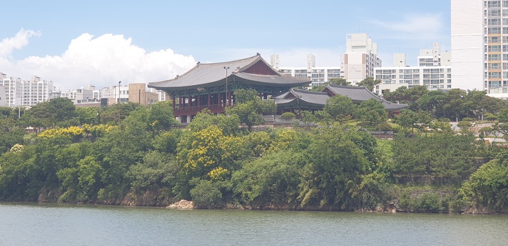 울산시, ‘태화루 모감주나무꽃 관찰장’ 운영