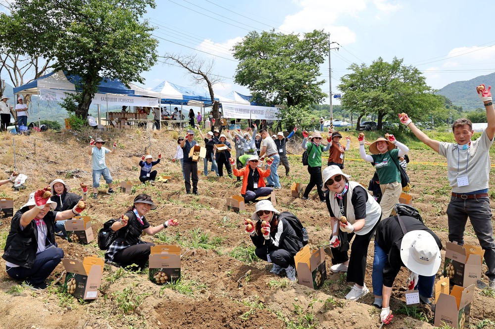 제15회 감물감자축제 사흘간 7,000명 발길… 농가 소득 2억 8천만 원