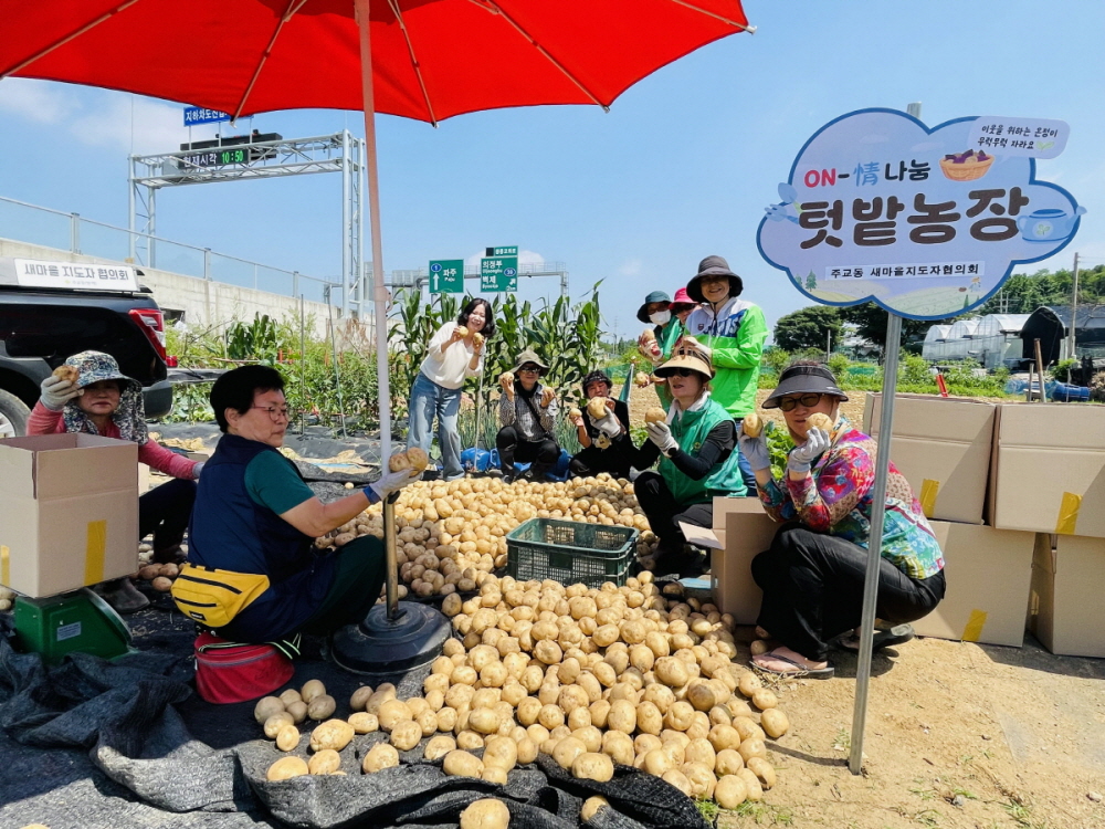 고양시 주교동, 사랑의 감자 수확 행사 진행