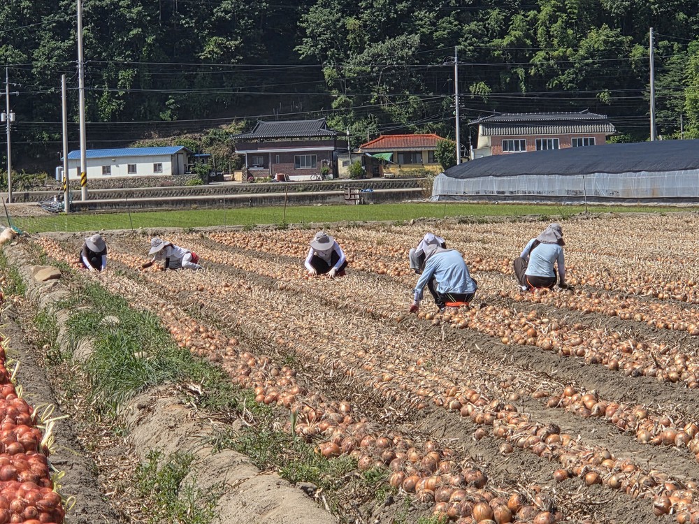 고령군보건소, 농촌 일손 돕기 실시