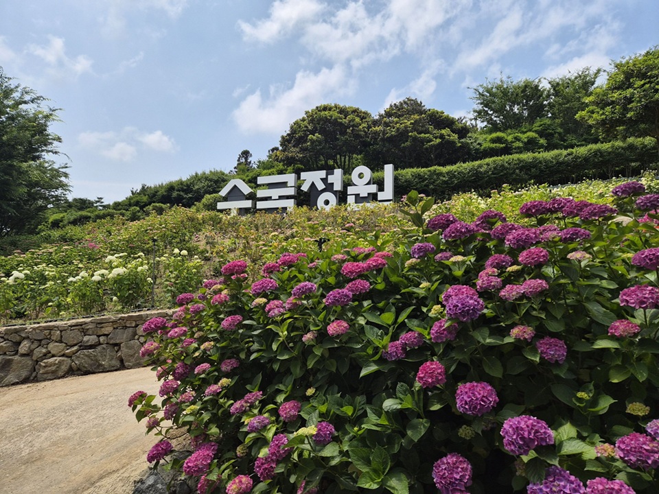 2026 섬 수국축제 개막
