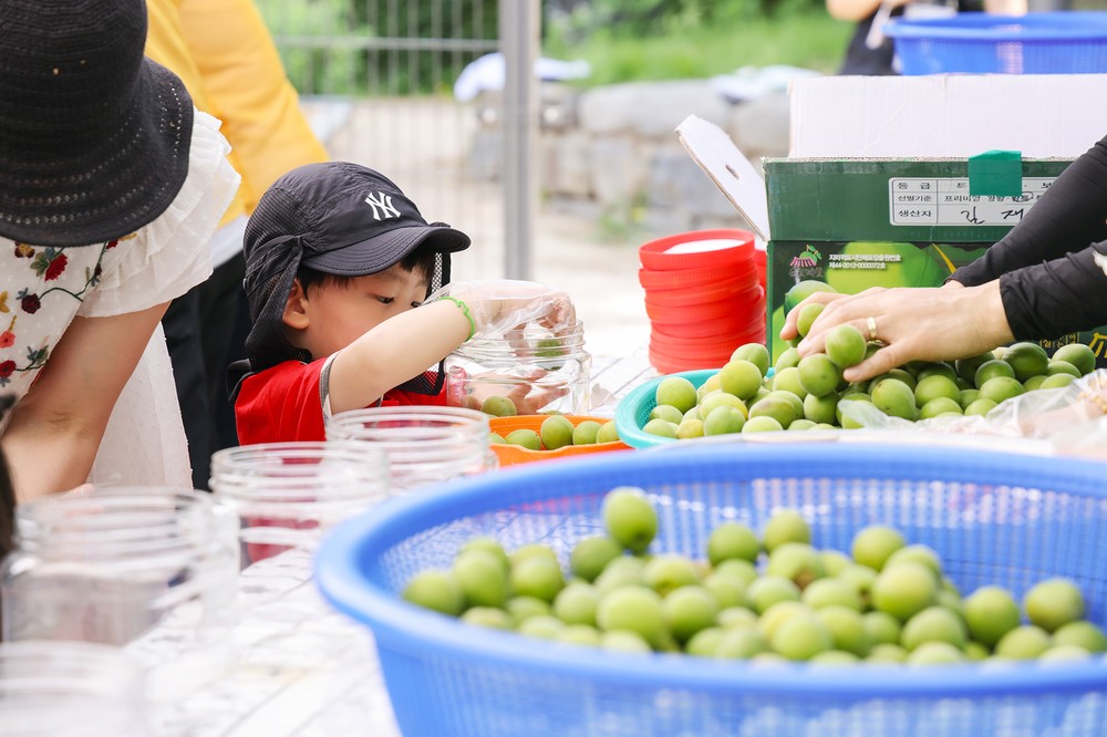 매실 익고 정 익고…창2동 초안산 매실축제 성황