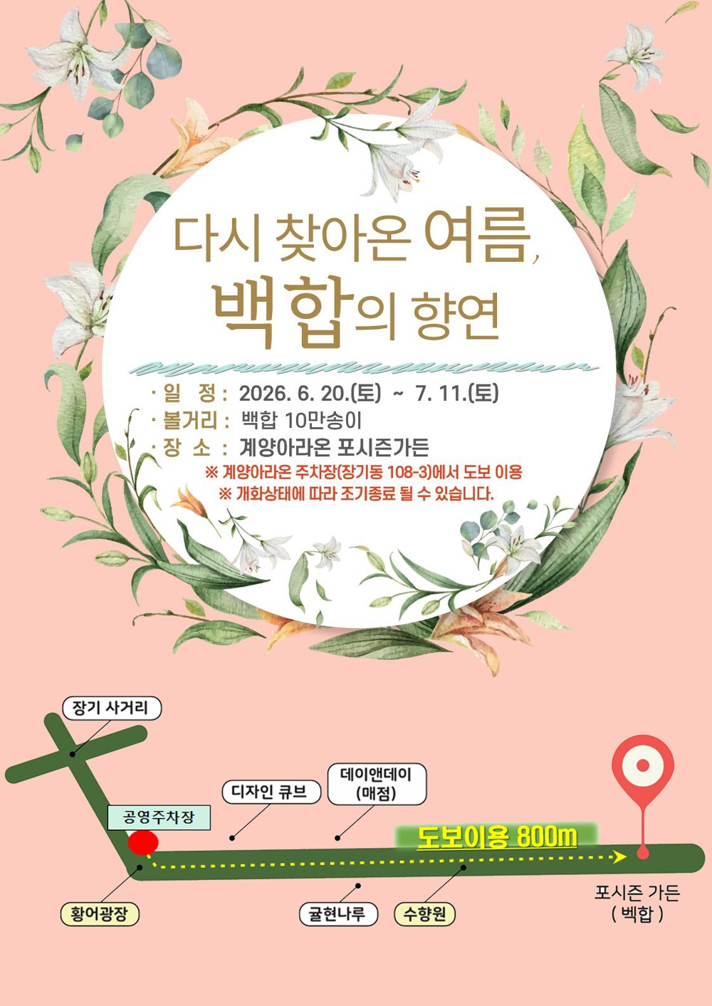 계양아라온 포시즌가든, 10만 송이 백합 꽃물결 장관