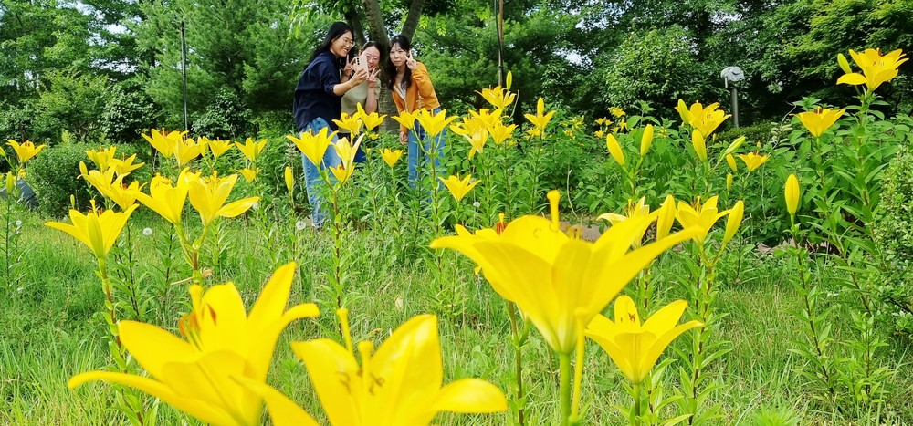 함평엑스포공원, 방문객 눈길 사로잡는 ‘노랑나리’ 개화