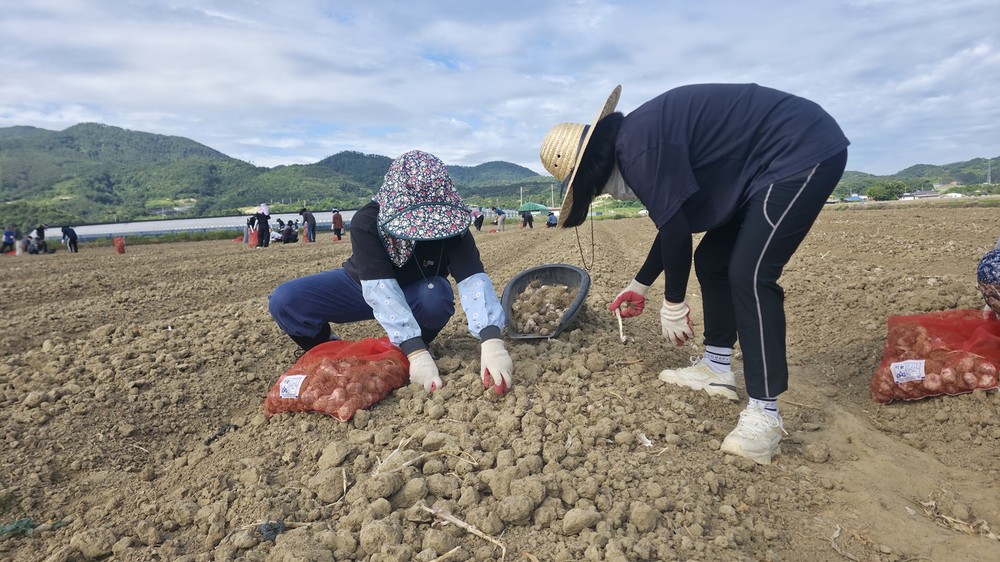 진안군, 마늘 수확철 맞아 농촌 일손돕기 나서