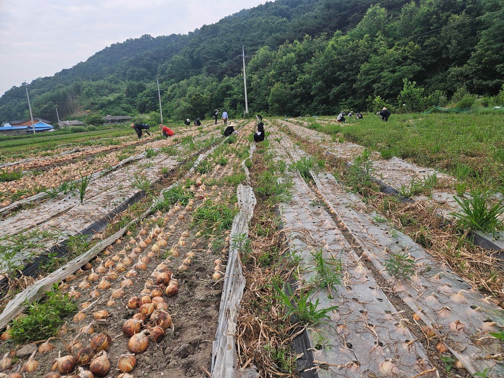 고령군 덕곡면·주민복지과·농업기술센터 공무원, 수확철 맞은 양파 농가 일손 돕기 나서