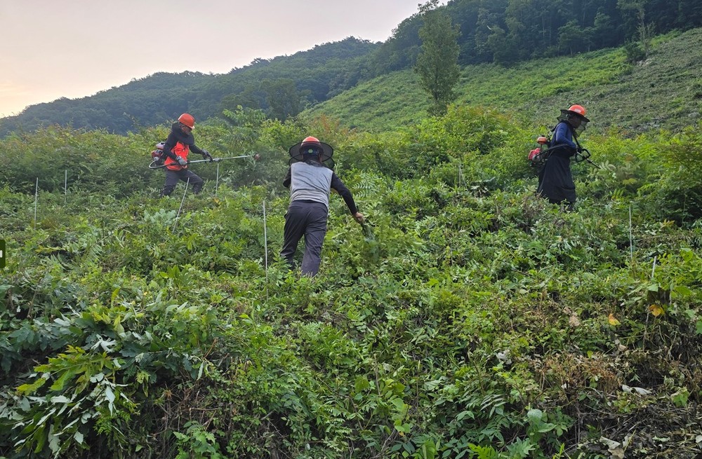 양산시, 조림·조림지가꾸기 사업 시행