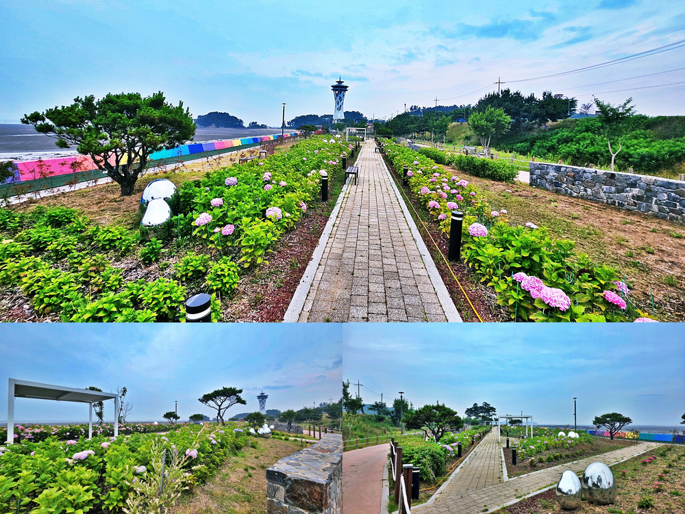 “낮에는 수국, 밤에는 야경”…홍성군 서부해안, 올여름 꼭 가봐야 할 서해안 관광명소로 인기