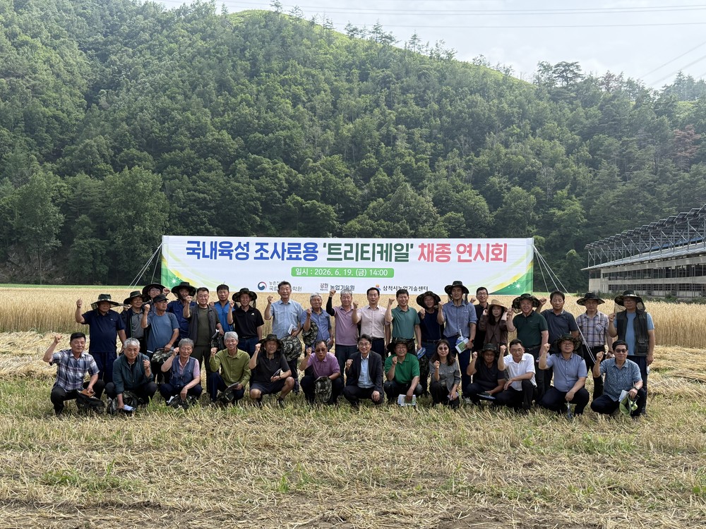 삼척시, 국내육성 조사료용 ‘트리티케일’채종 연시회 실시