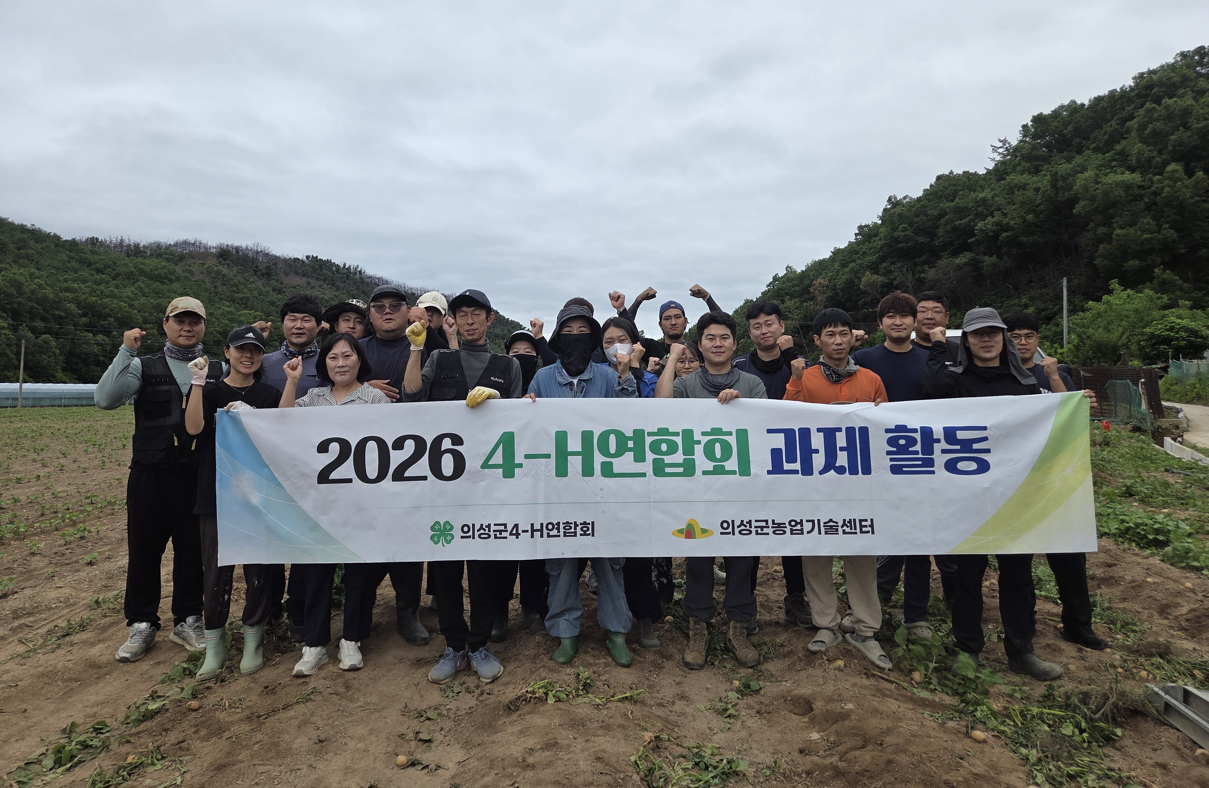 의성군4-H연합회 공동과제포 감자 수확